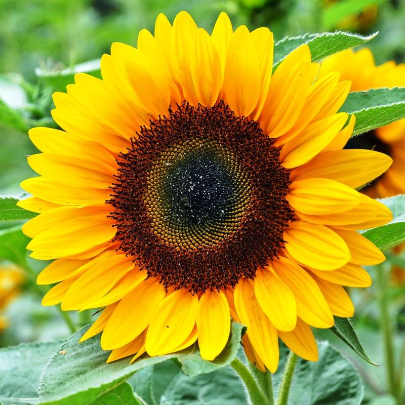 Kiedy i jak sadzić słonecznik? Przewodnik krok po kroku do udanego ogrodu