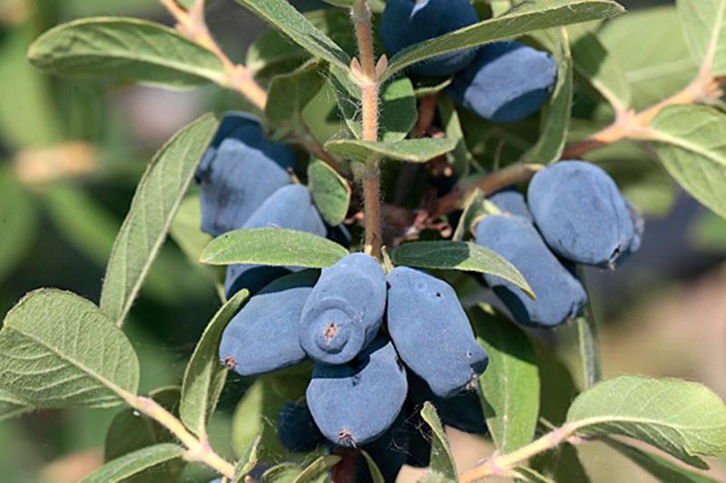 Techniki i narzędzia do przycinania jagody kamczackiej