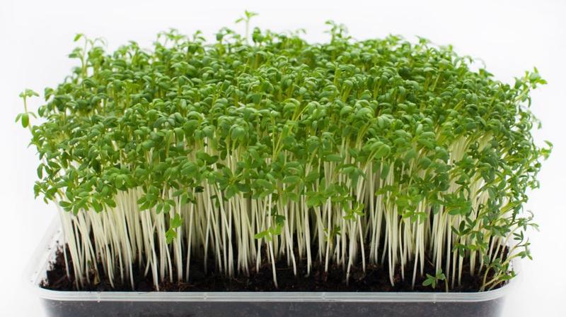 Jak skutecznie sadzić rzeżuchę? Praktyczne sposoby na udane uprawy