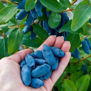 Kiedy i jak skutecznie przycinać jagodę kamczacką dla lepszego plonu?