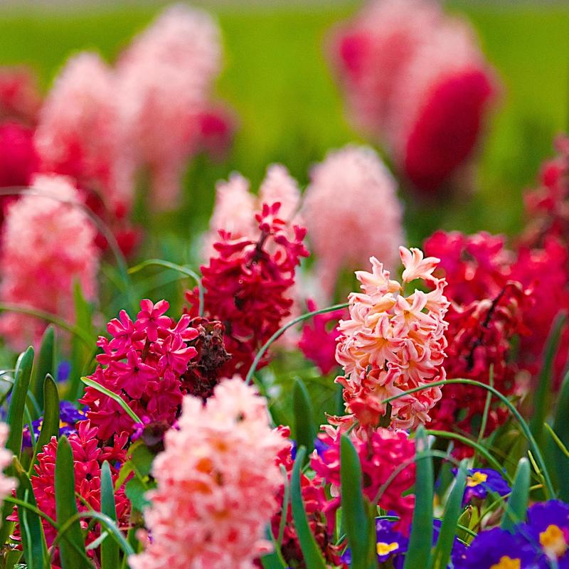 Hiacynty w domu i ogrodzie