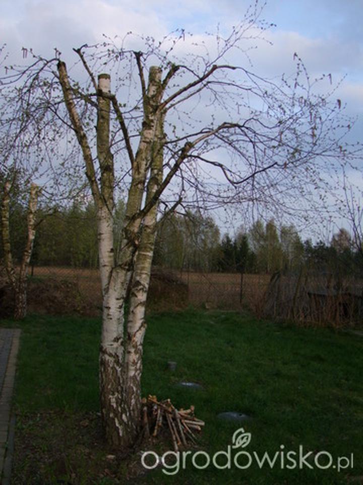 Kiedy przycinać brzozy