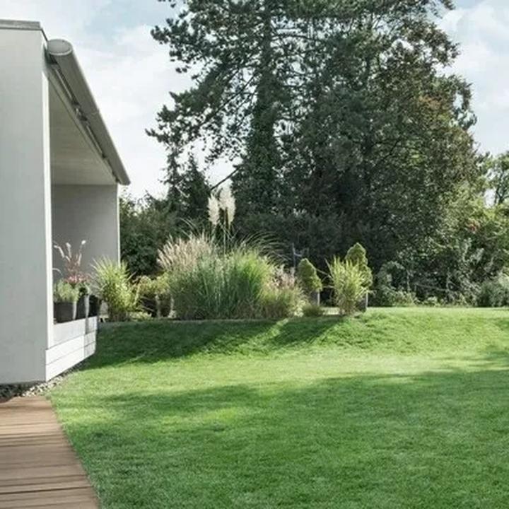 Kiedy wapnować trawnik