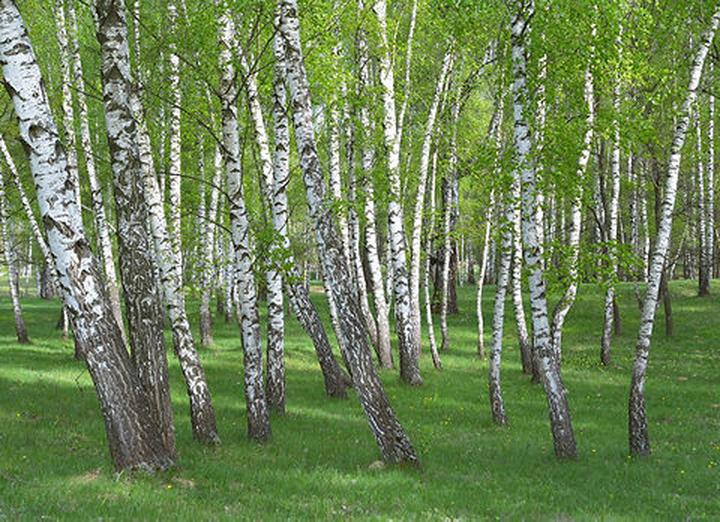 Pielęgnacja brzóz po przycinaniu