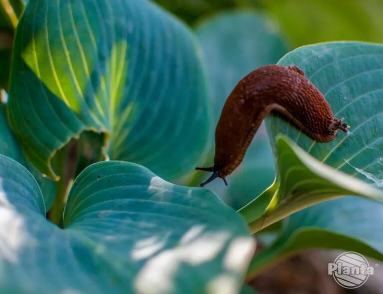 10 Skutecznych Sposobów na Pozbycie się Ślimaków w Ogrodzie