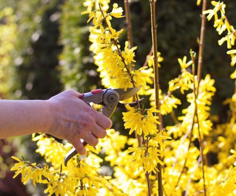 Kiedy i jak przycinać forsycje? Sprawdź najlepsze terminy cięcia!